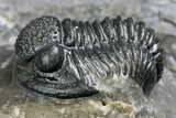 Detailed Gerastos Trilobite Fossil - Morocco #145755-3